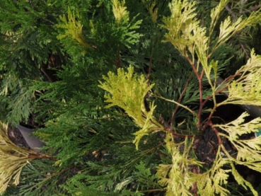 calocedrus decurrens aureovariegata 5